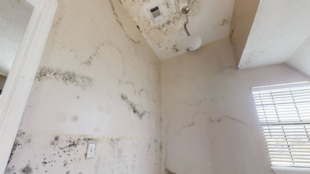 Best Water Damage & Mold Remediation  in Tri City, OR
