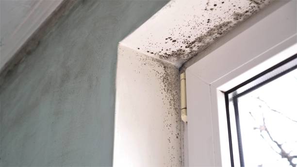 Dehumidification Services in Tri City, OR