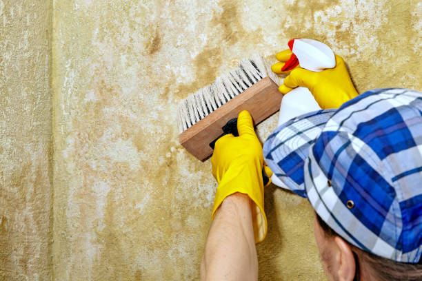 Best Mold Odor Removal Services  in Tri City, OR